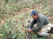 Fair Trade Certified organic cotton farmer hand picking cotton